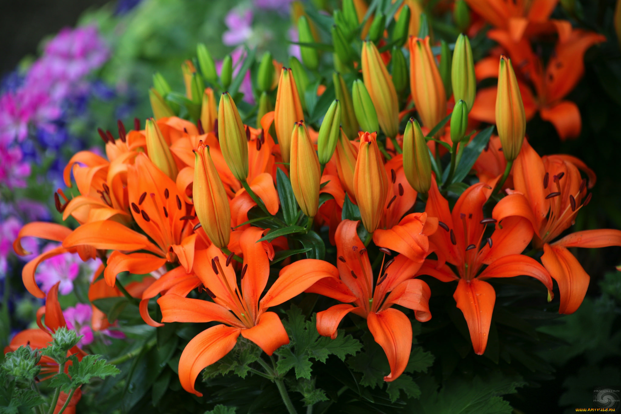 , ,  , petals, , lily, , bloom